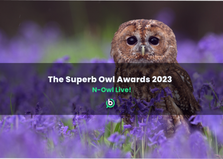 Stock image of an owl